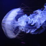jelly fish, aquarium, nature, water, blue, strong, translucent, pretty, jelly fish, jelly fish, jelly fish, jelly fish, jelly fish