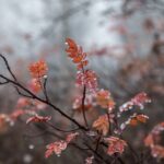 dew, water drop, nature, moist, plant, branch, magazine, ruska, autumn, close up, magazine, autumn, autumn, autumn, autumn, autumn